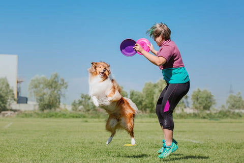A dog playing outdoors, jumping to catch a frisbee being thrown by his or her owner