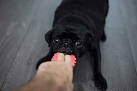 This is a photo realistic image of a black pug dog lying on a wooden floor and biting a pink toy. The dog is lying on its stomach with its head up and its eyes focused on the toy. The toy is a pink ball with small spikes on it. The person’s hand is holding the toy and is visible in the foreground. The background consists of a wooden floor with grey walls.