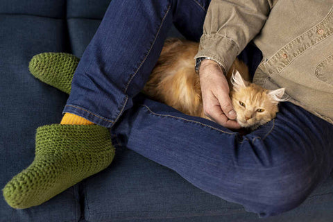 Person sitting on a blue couch petting a ginger cat.