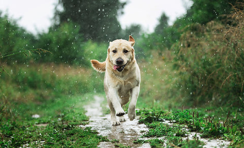 A dog running in the rain
