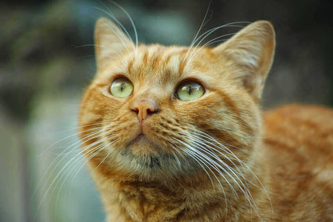 A close up photo of an orange tabby cat with green eyes looking up in a garden.