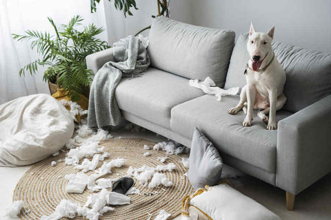 A white dog with a pink collar sitting on a gray couch in a living room with a gray rug, a white bean bag, and a green plant, and a mess of torn up tissues and a black slipper on the floor and the couch.