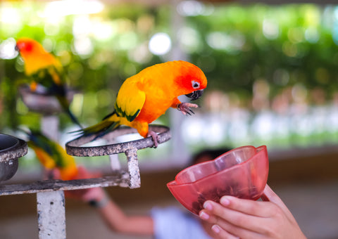 A parrot eating from a bowl