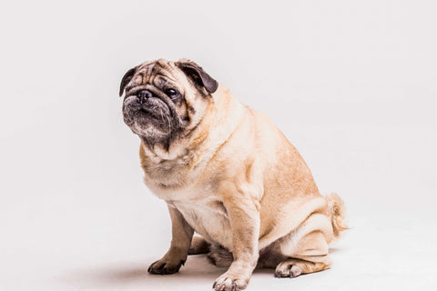 overweight pug dog sitting against white background