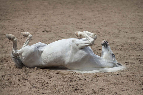 A white horse rolling in the sand in an arena
