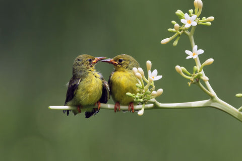Two olivebacked sunbirds perched on a branch together