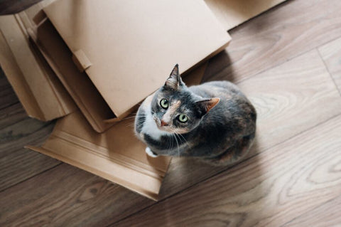 A grey and white cat sitting next to a pile of cardboard boxes on a wooden floor.