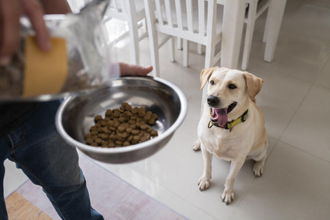 A Labrador Retriever eagerly waiting for a bowl of cheesy dog food held by a person in blue jeans.