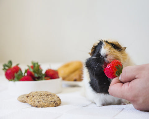 A guinea pig nibbling on a hand-fed strawberry.