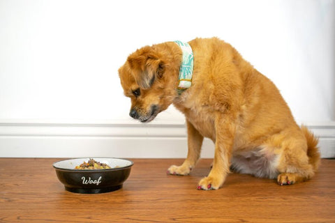 A small golden dog with a blue collar eating from a black bowl with “Woof” on it. The dog is sitting on a wooden floor with a white wall behind it. The dog has a fluffy golden fur, a blue collar with white bones, and a black nose. The dog is looking at the bowl and enjoying its food. The bowl is black with white letters that say “Woof”. It is filled with dog food.