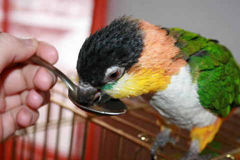 a pet bird having a safe supplement from a spoon