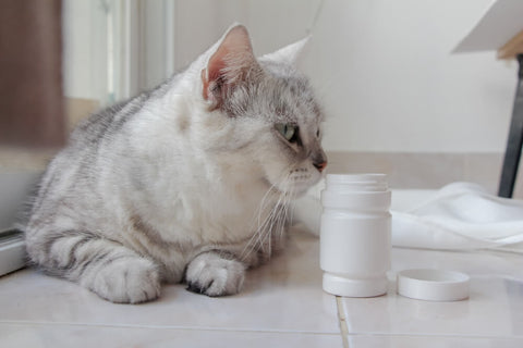 a whitish grey cat with a white supplement box closeby