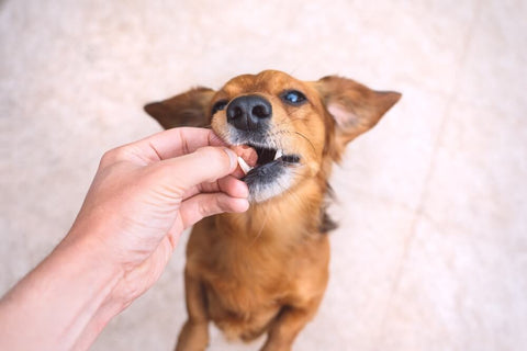 a brown dog eating a supplement from a pet parent's hand