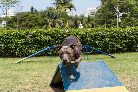 A gray pit bull with a black harness running down a blue and yellow ramp on an agility course on a green lawn with trees and buildings in the distance.