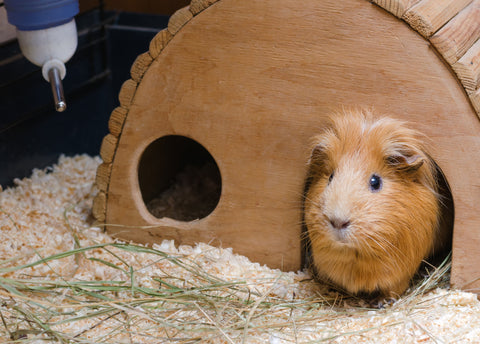 A guinea pig in their playhouse