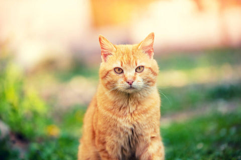 A photo of an orange tabby cat with a serious expression sitting in a garden with a white building in the background.