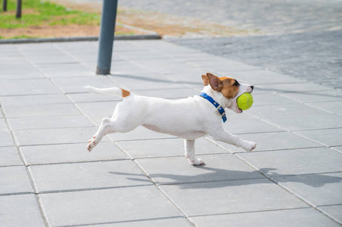 A dog runs with a ball in their mouth, playing joyfully