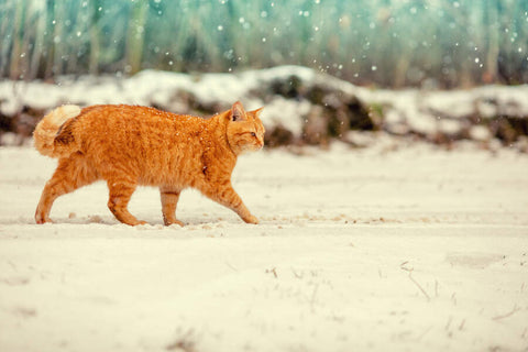 An orange cat walking in the snow with trees in the background.