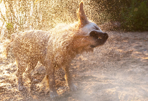 A dog shakes off rainwater from their coat