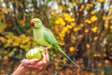 Parrot perched on a green apple, a fibre-rich part of a healthy parrot diet