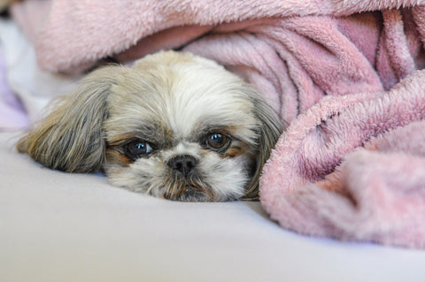 A sick shih-tzu puppy lies down covered by a blanket. Zoonotic infections can be draining and severely affect your pet's health.