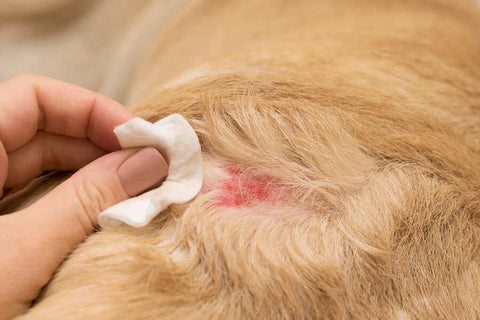 Close up of a person cleaning a red wound on a dog’s fur with a white cloth