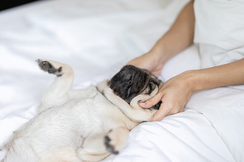 Small black pug dog sleeping on its back on a white bed with a woman’s hand gently stroking its head