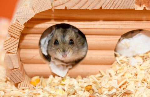 Hamster in a Box Hole with Wooden Shavings