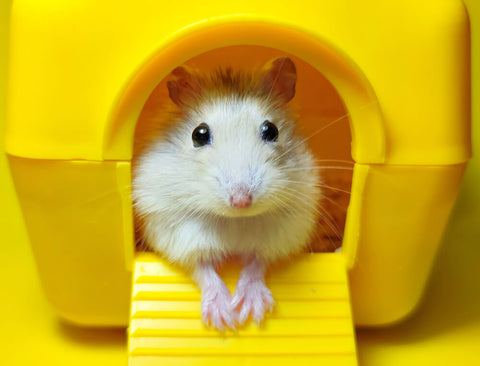 Pet Hamster in a yellow plastic cage