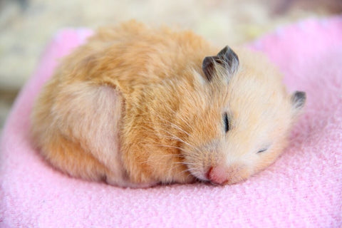 A hamster sleeping on a pink padded surface