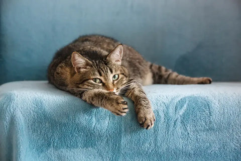 A tabby cat laying on a blue couch with its green eyes looking at the camera