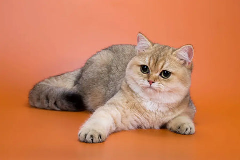 A British Shorthair cat lying on an orange background with a light grey fur and round eyes