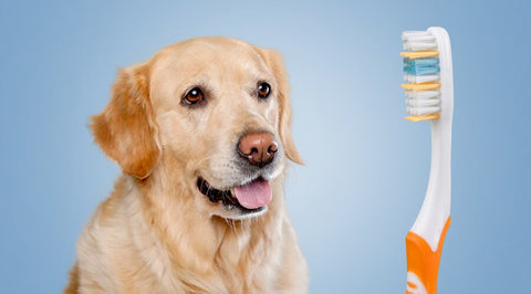 A small brown terrier’s head next to an orange and white electric toothbrush with blue bristles on a bright blue background