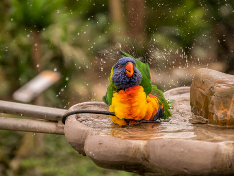 summer bird bath