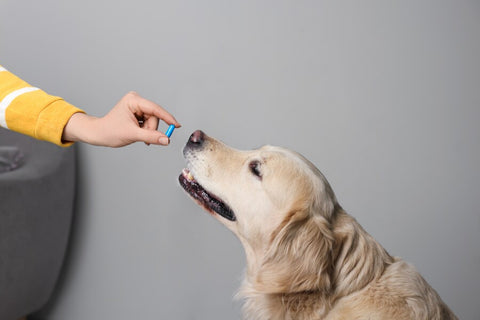 Medium-sized golden retriever with light brown fur being offered a small blue-coloured treat by a human hand on a grey wall background