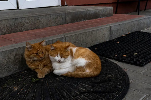 Two cats cuddling on a doormat in front of a red brick house