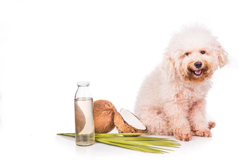 “White poodle dog sitting next to a bottle of coconut oil and a halved coconut on a white background”