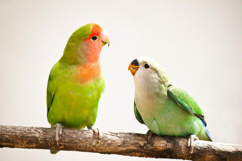 indoor pet birds in summer