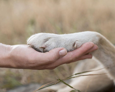 A human hand holding a dog’s paw in a grassy field. The dog’s paw is white and furry,.