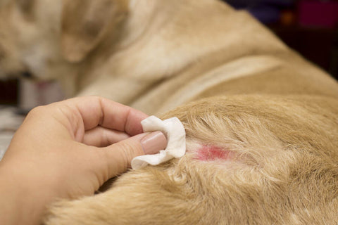 A person cleaning a dog’s wound with a cloth in a room. The dog is a light tan large breed and the wound is a red scrape or cut on its back. The room has a purple object in the background.