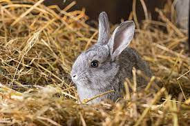 A gray rabbit with a white belly in a bed of hay.