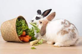 A white and brown rabbit reaching for a basket of vegetables.