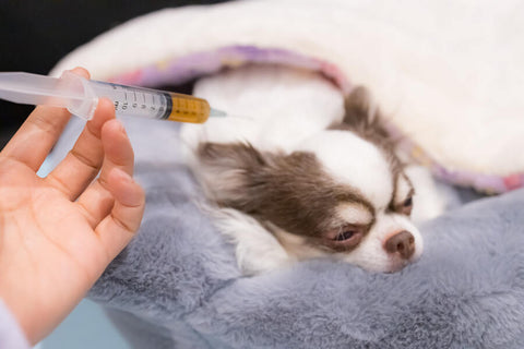 A Chihuahua on a blue blanket with a syringe above its head