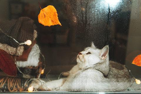 An indoor cat looks out through the window at the rain