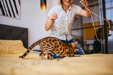 A woman playing with a Bengal cat with a fishing pole string on a yellow bed with a striped painting on the wall.