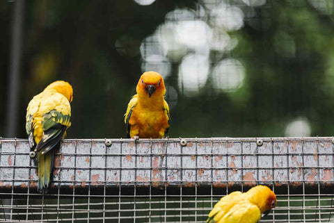 Yellow birds in a caged enclosure