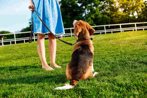 A dog sits obediently on the ground and looks up at their owner, who is holding them by their leash