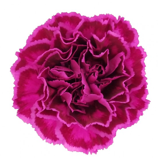 Carnations – Carlsbad Florist | San Diego Wholesale Flowers | Carlsbad ...