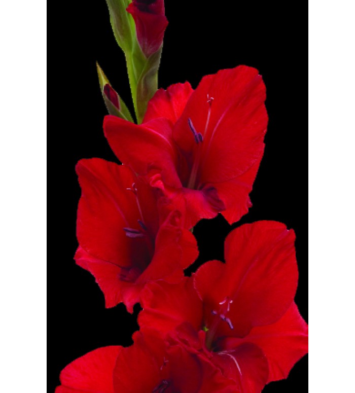 Red Gladiolas Bunch – Carlsbad Florist | San Diego Wholesale Flowers |  Carlsbad Flower Market