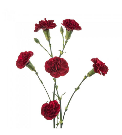 Red Carnation Bunch – Carlsbad Florist